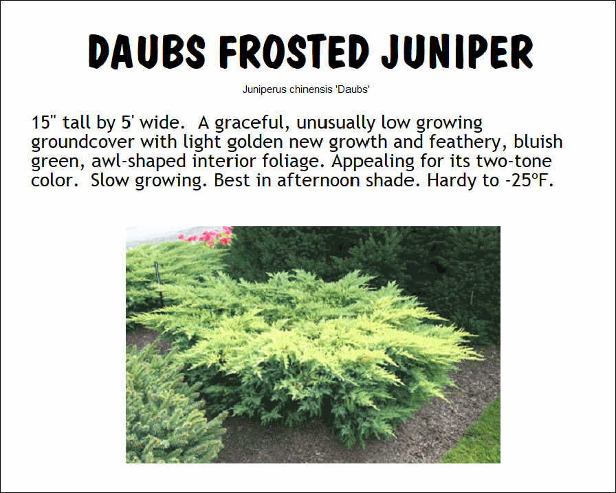 Daub's Frosted