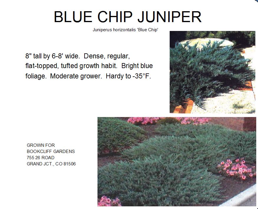 Blue Chip