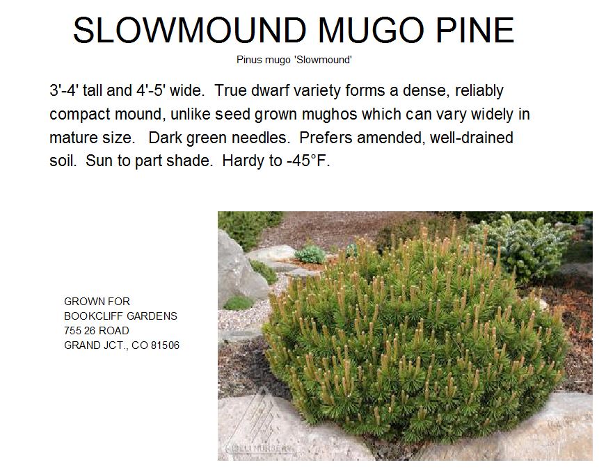 Mugo Pine, Slowmound
