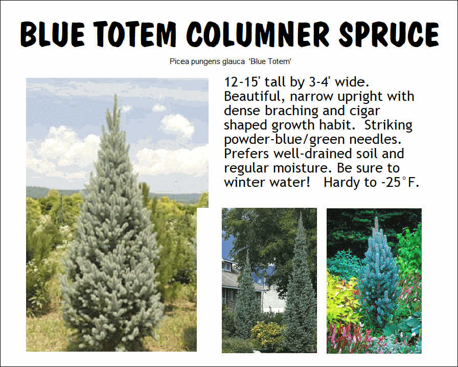 Colorado Spruce, Blue Totem