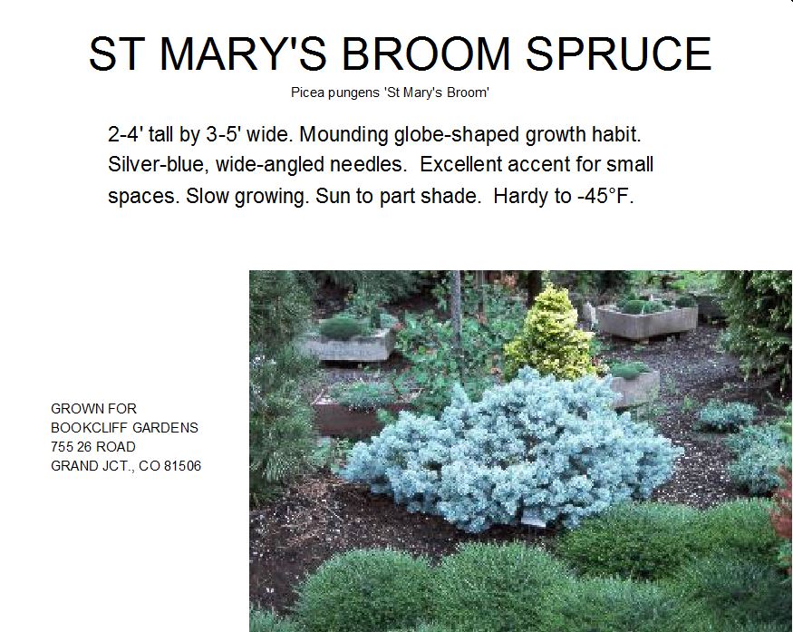 Colorado Spruce, Saint Mary‟s Broom
