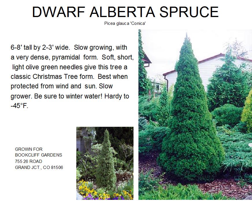 Dwarf Alberta Spruce