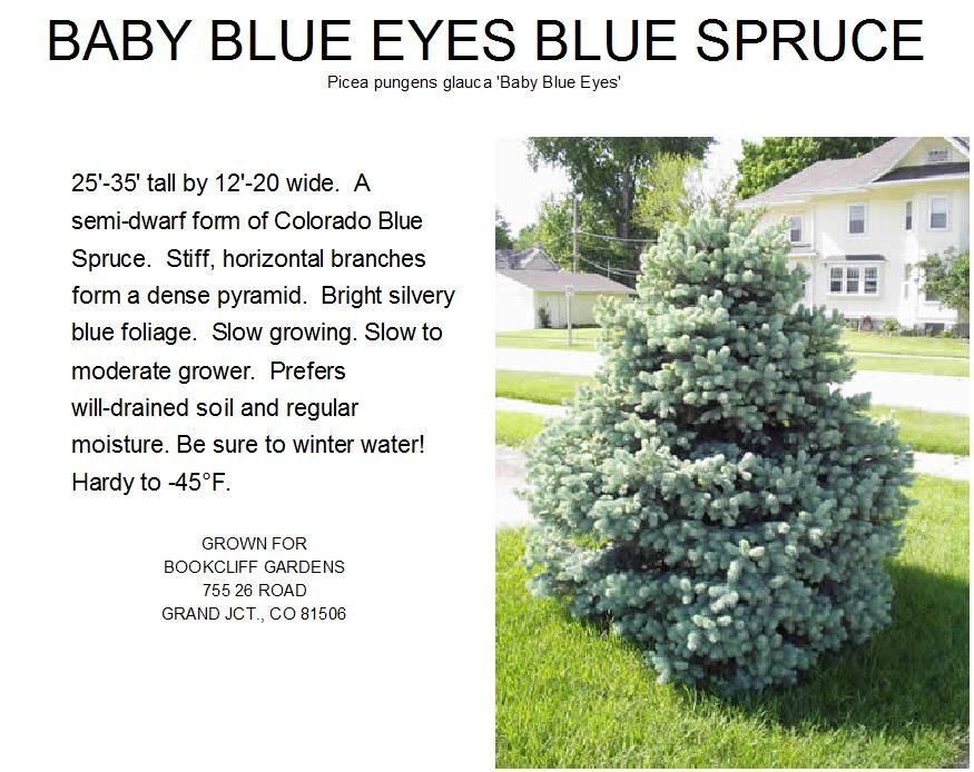 Colorado Spruce, Baby Blue Eyes