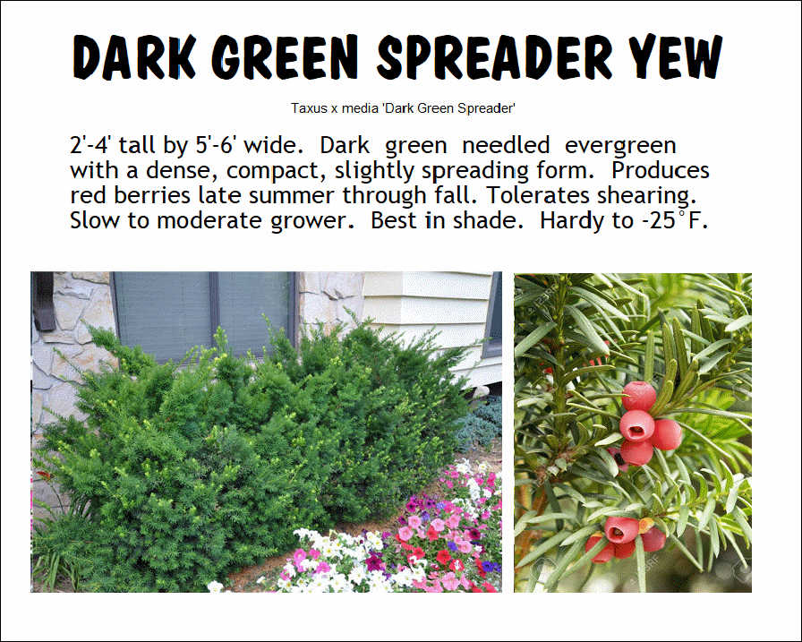 Yew, Dark Green Spreader