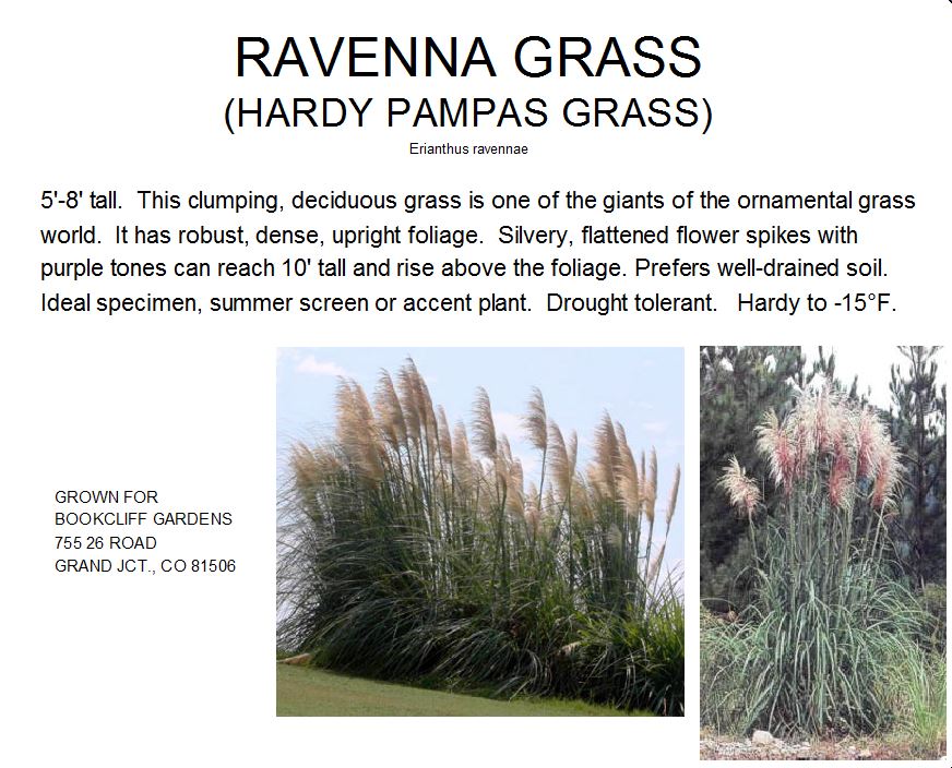 Ravenna Grass (Hardy Pampas)