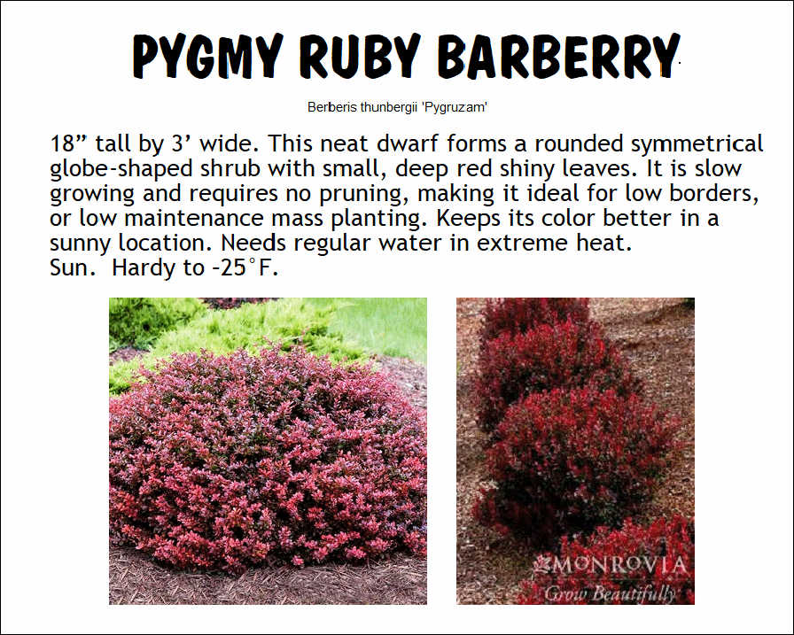Barberry, Pygmy Ruby