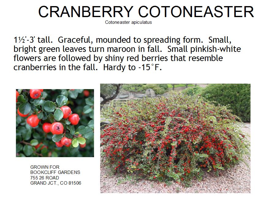 Cotoneaster, Cranberry