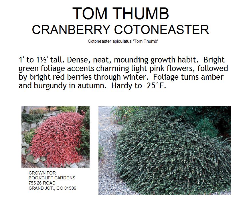Cotoneaster, Tom Thumb
