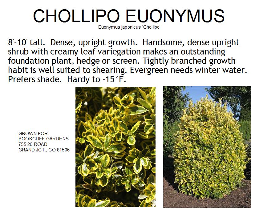 Euonymus, Chollipo