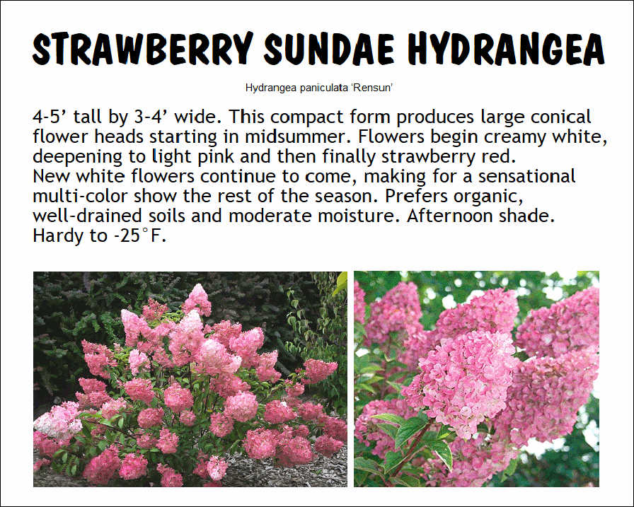 Hydrangea, Strawberry Sundae