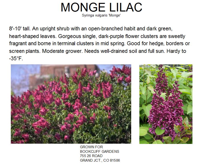 Lilac, Monge