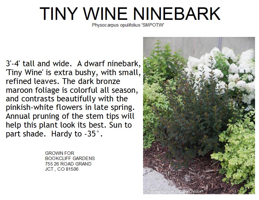 Ninebark, Tiny Wine