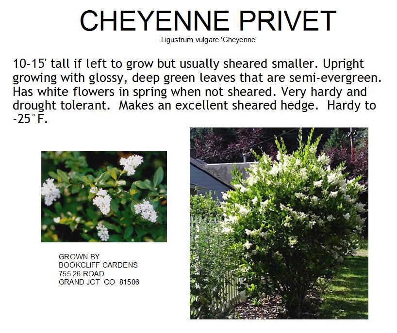 Privet, Cheyenne