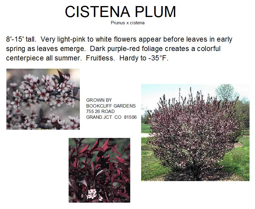 Cistena plum discount
