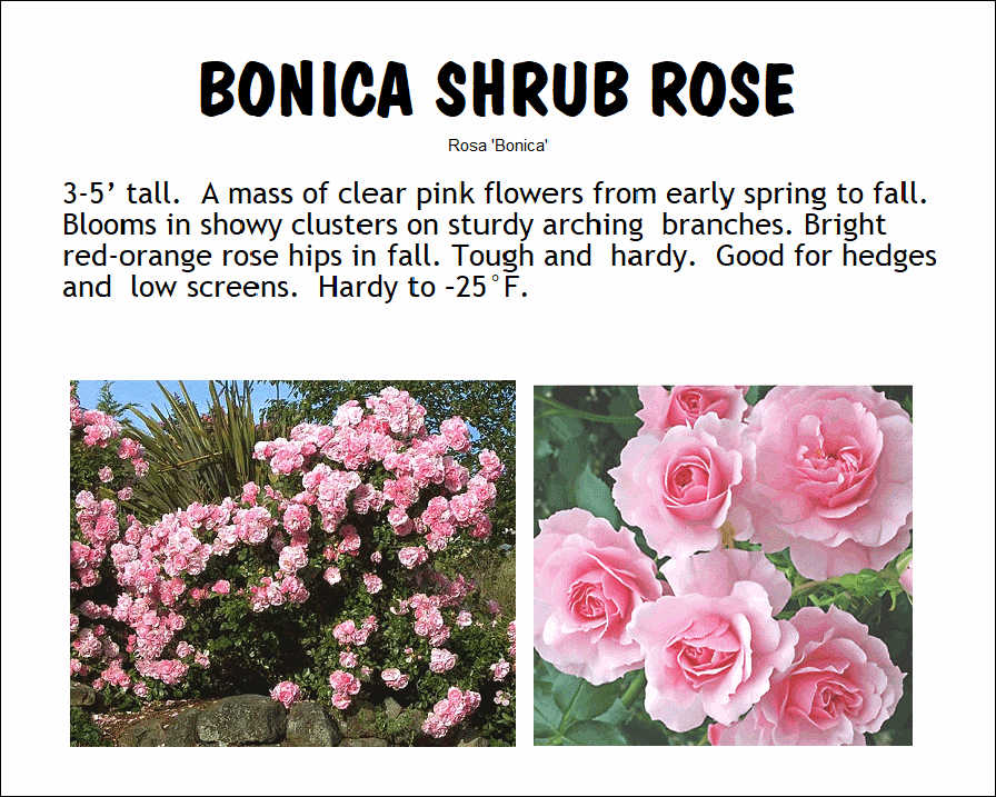Rose, Bonica