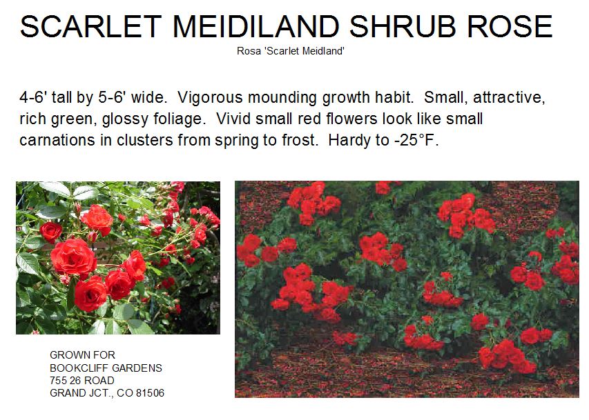 Rose, Scarlet Meidiland