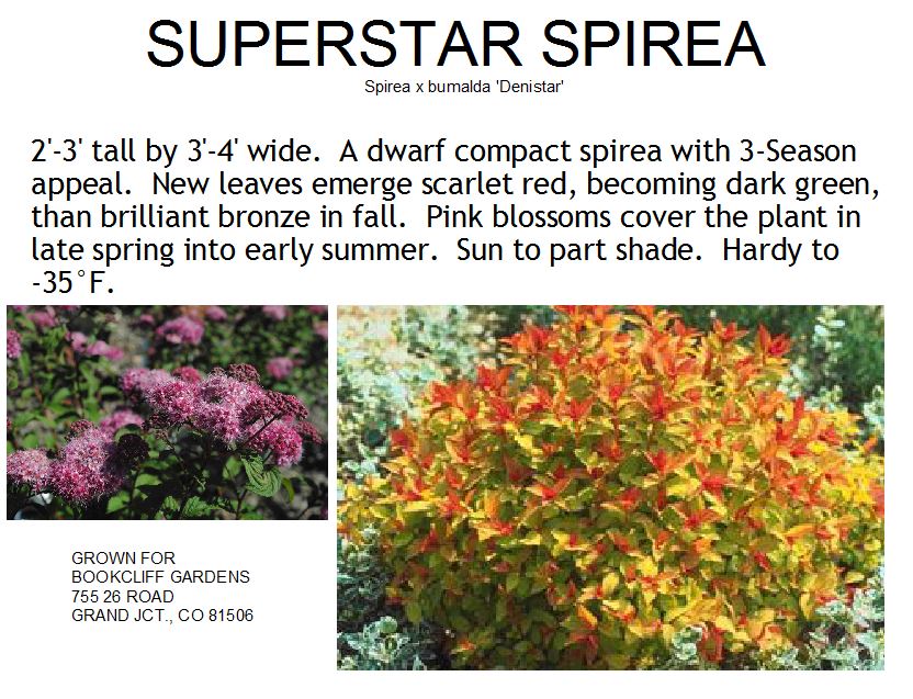 Spirea, Superstar