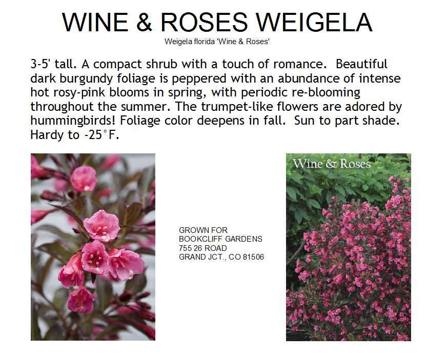 Weigela, Wine & Roses