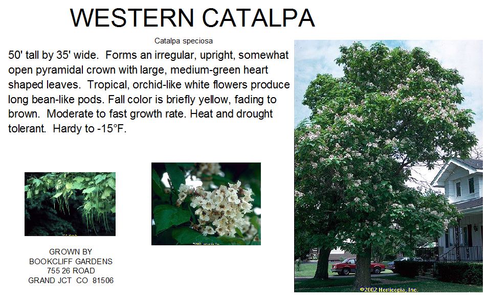 Catalpa, Western