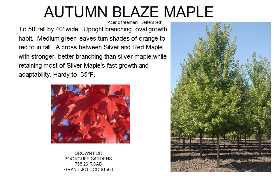 Autumn Blaze Maple Growth Chart